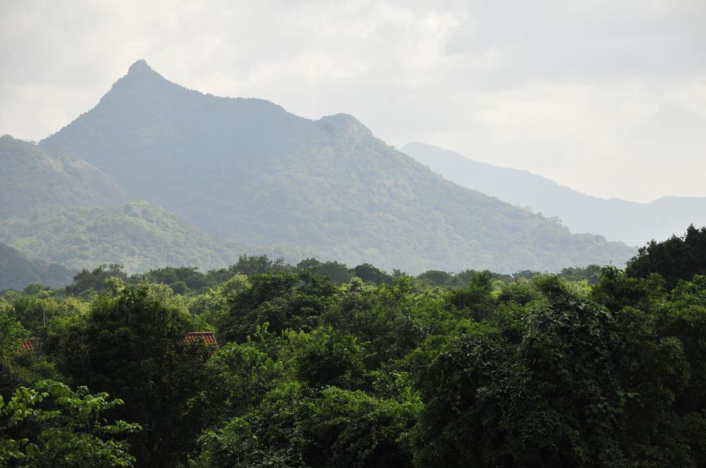 Wild Grass Nature Resort Sigiriya Exterior photo