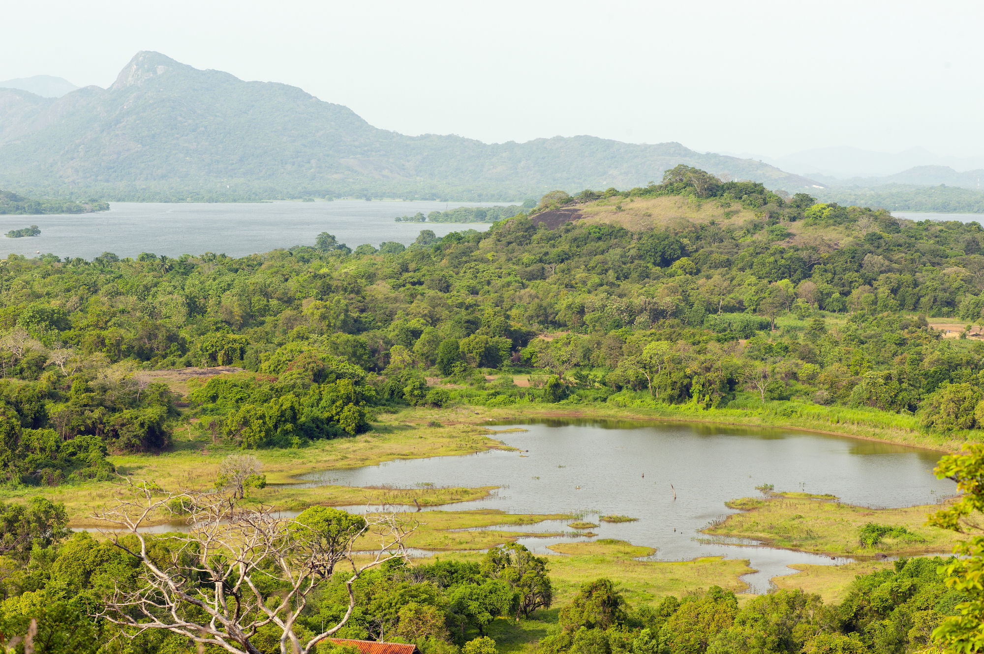 Wild Grass Nature Resort Sigiriya Exterior photo